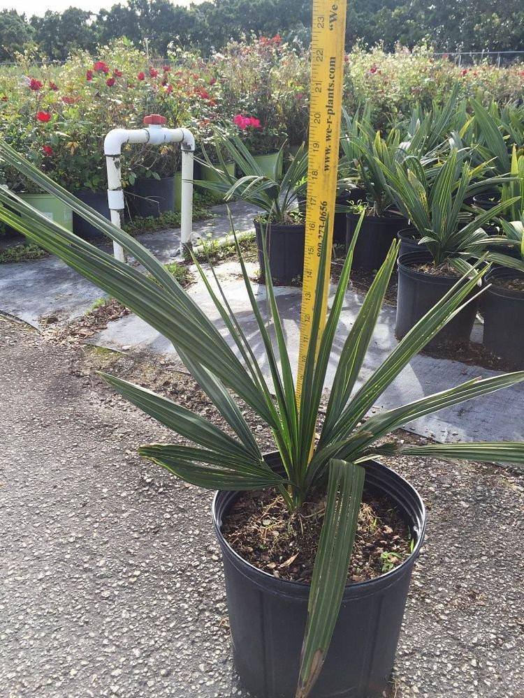 Sabal Minor Palm Tree - Palms and Plants Canada (formerly Norfolk Exotics)