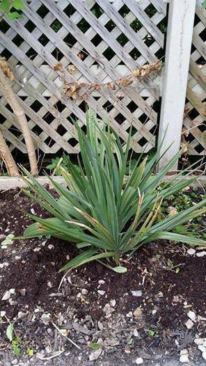 Sabal Minor Palm Tree - Palms and Plants Canada (formerly Norfolk Exotics)