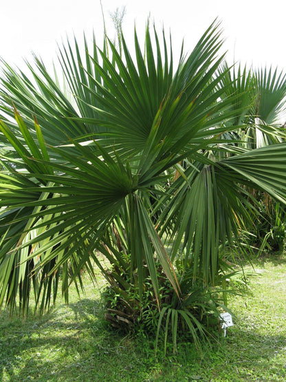 Sabal Minor Palm Tree - Palms and Plants Canada (formerly Norfolk Exotics)