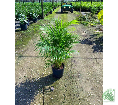 Areca Palm - Palms and Plants Canada (formerly Norfolk Exotics)