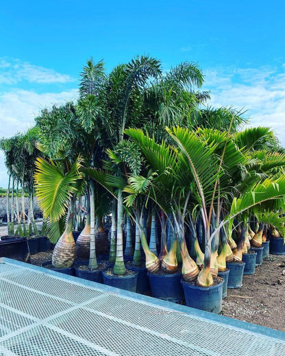 Bottle Palm Tree - Palms and Plants Canada (formerly Norfolk Exotics)
