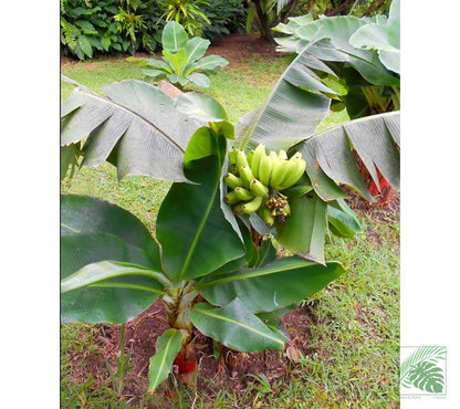 Musa Super Dwarf Banana Plant - Palms and Plants Canada (formerly Norfolk Exotics)
