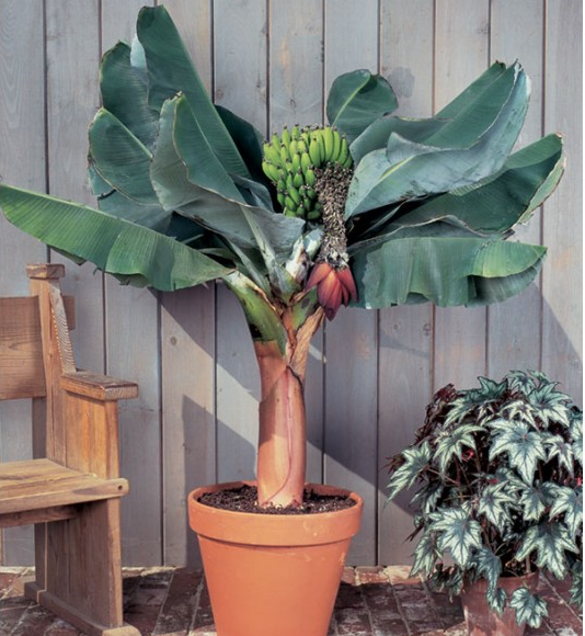 Musa Super Dwarf Banana Plant - Palms and Plants Canada (formerly Norfolk Exotics)