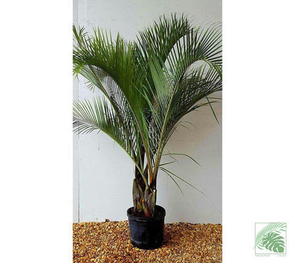 Triangle Palm Tree - Palms and Plants Canada (formerly Norfolk Exotics)