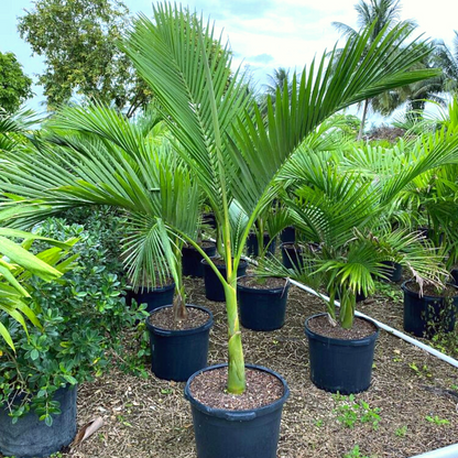 Piccabeen Palm