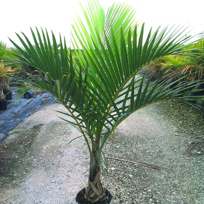 Spindle Palm Tree