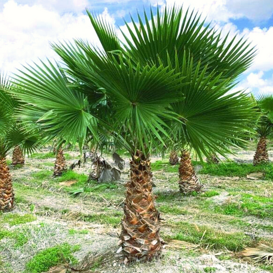 Washingtonia Robusta Palm