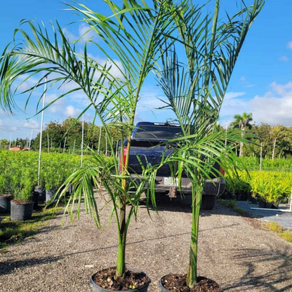 Royal / Cuban Palm