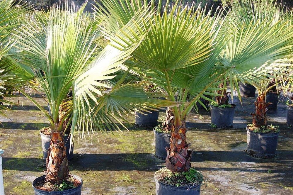 Washingtonia Robusta - Palms and Plants Canada (formerly Norfolk Exotics)