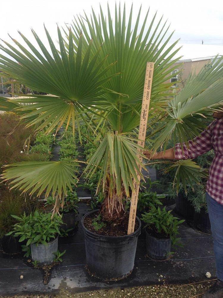 Washingtonia Robusta - Palms and Plants Canada (formerly Norfolk Exotics)