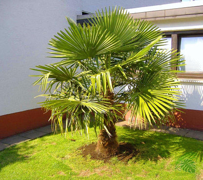 Windmill Palm Tree - Palms and Plants Canada (formerly Norfolk Exotics)