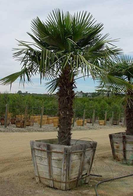 Windmill Palm Tree - Palms and Plants Canada (formerly Norfolk Exotics)
