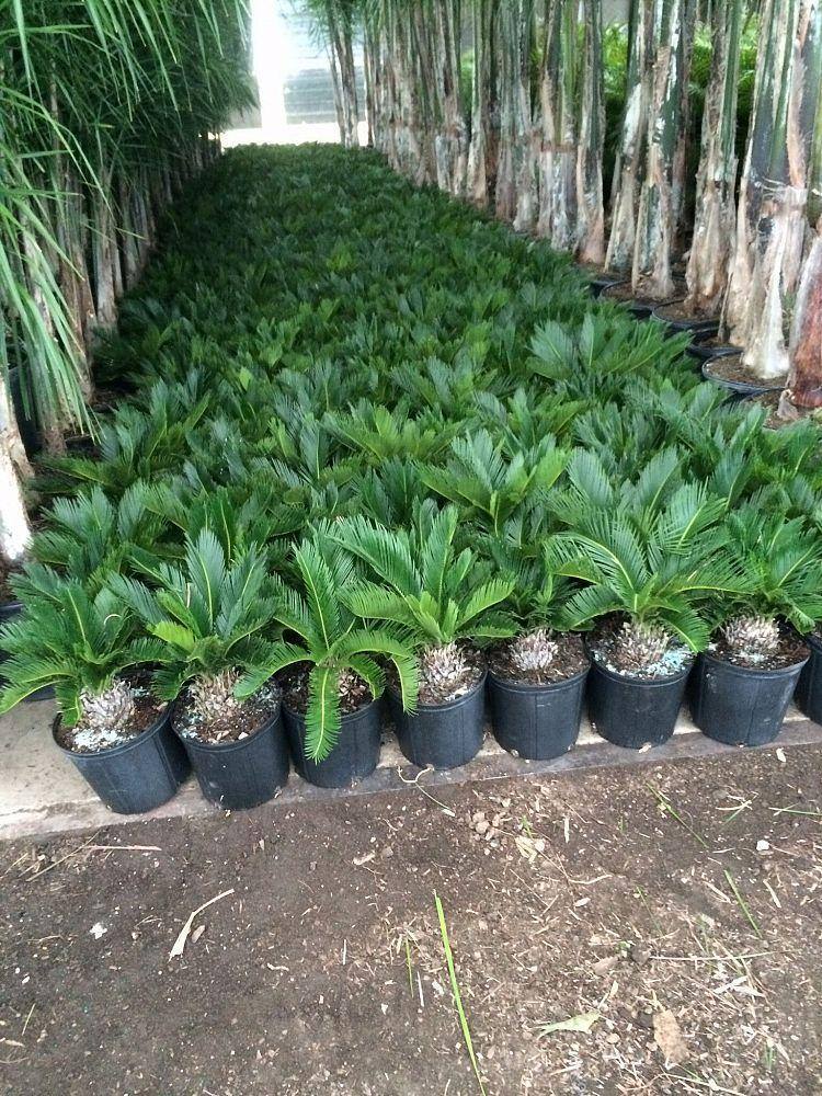 King Sago - Palms and Plants Canada (formerly Norfolk Exotics)