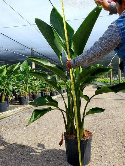 Bird of Paradise - Palms and Plants Canada (formerly Norfolk Exotics)