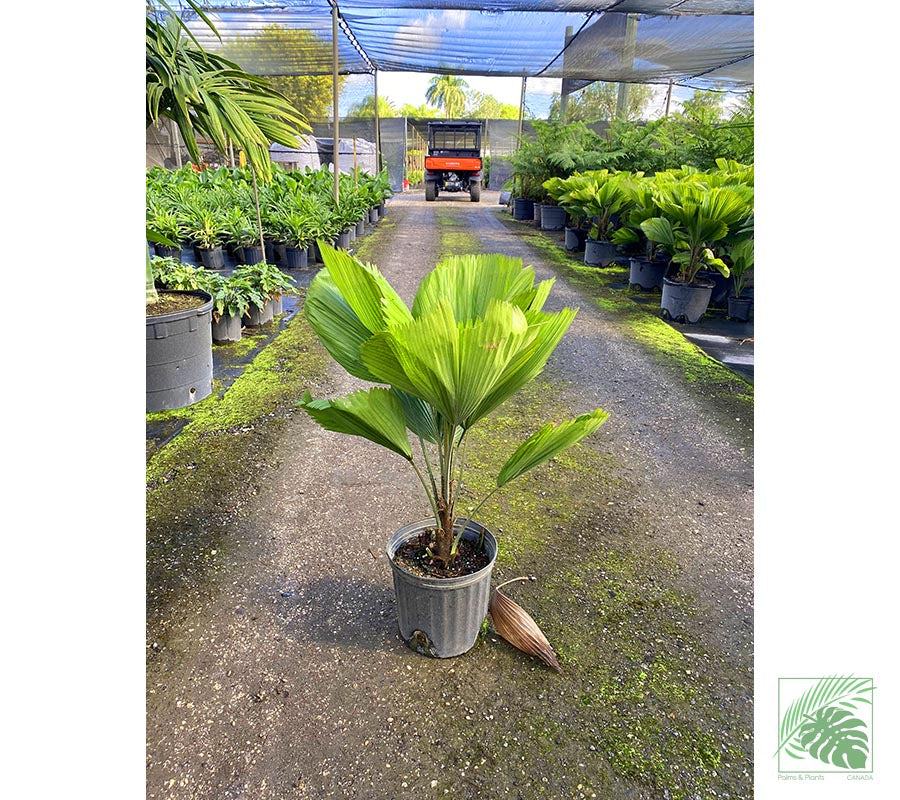 Licuala Grandis - Palms and Plants Canada (formerly Norfolk Exotics)