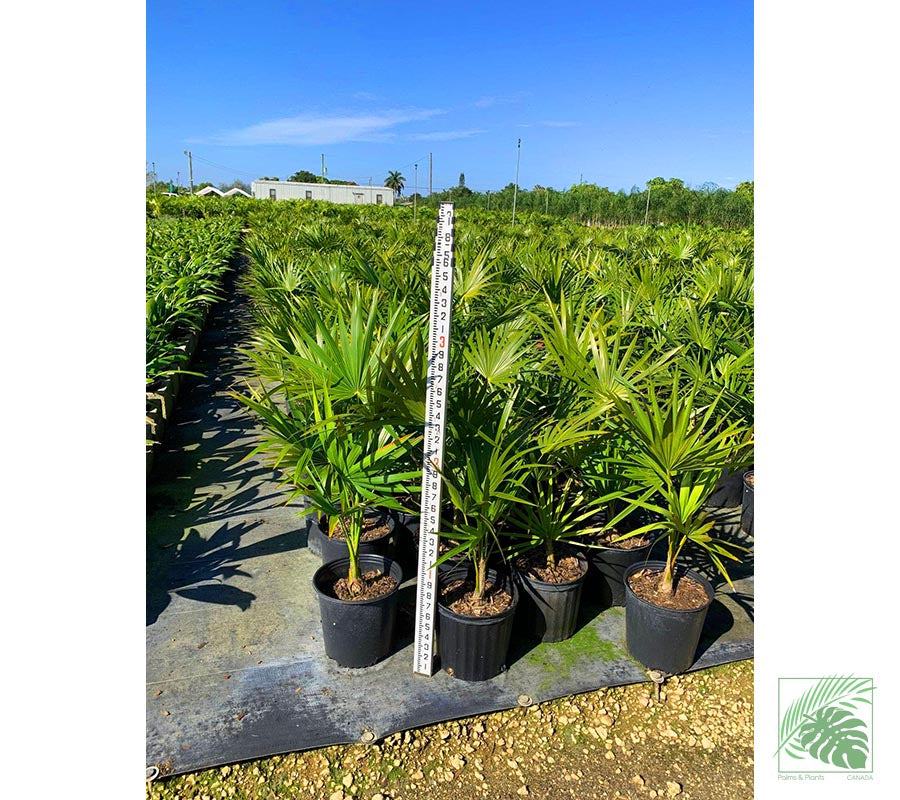 Florida Thatch Palm - Palms and Plants Canada (formerly Norfolk Exotics)