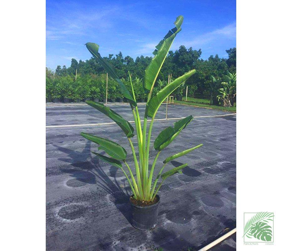 Travellers Palm - Palms and Plants Canada (formerly Norfolk Exotics)